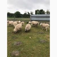 Продам овець та ягнят