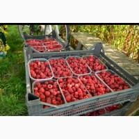 Продам екологично чисту малину Полана