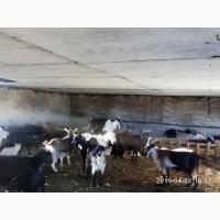 Продам коз