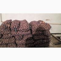 Продам товарный картофель, сорт Мелоди, Коннект