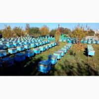 Продам бджолопакети