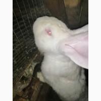 Білий велетень, Бургундські черноні, Мардери, Строкач, ВСС, Каліфорнійці, вогняно-чорні