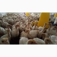 Пропоную індичата БІГ6 Угорщина