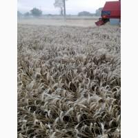 Продам третікале