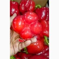 Продам перец сладкий