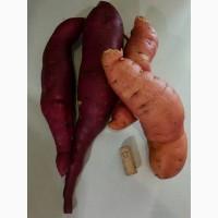 Продам Батат
