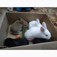 Продам кроликов