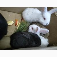 Продам кроликов