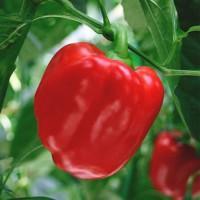 Продам семена перца Король Севера