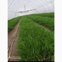 Продам зелену цибулю, лук ( перо) Штутгерт