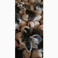Продам цесарки месяц и 6 дней, Загорская белогрудая = 40 гр.с15, 09, 22г