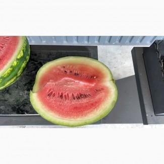 Арбуз продажа