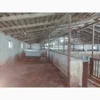 Продам готовый бизнес свино-комплекс (полный цикл производства)