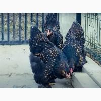 Яйце на інкубацію від породистих курей Брама Золото, лососева