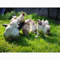 Яйце на інкубацію від породистих курей Брама Золото, лососева