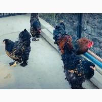 Яйце на інкубацію від породистих курей Брама Золото, лососева