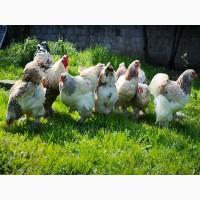 Яйце на інкубацію від породистих курей Брама Золото, лососева