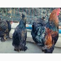 Яйце на інкубацію від породистих курей Брама Золото, лососева