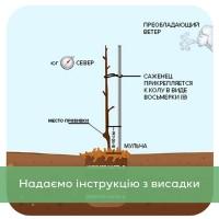 Саджанці волоського горіха, привиті, 3 та 4 річні, сорт Піщанський (Україна)