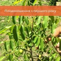 Саджанці волоського горіха, привиті, 3 та 4 річні, сорт Піщанський (Україна)