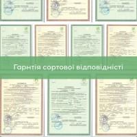 Саджанці волоського горіха, привиті, 3 та 4 річні, сорт Піщанський (Україна)