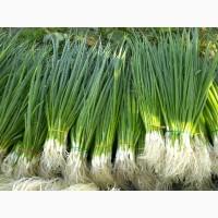 Цибуля на перо