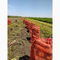 Куплю моркву ОПТ Україна Борщ Набор