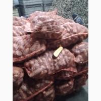 Продам товарну моркву сорт Каскад