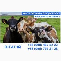 Купуємо врх та молодняк