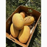 Продаж дині «Мазін»