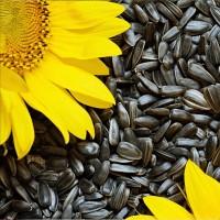 Соняшник купуємо дорого