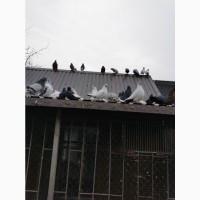 Продам миколаївських голубів