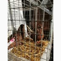 Продам миколаївських голубів