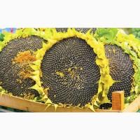 Продам соняшник 100 т, Тернопільська обл, Козова