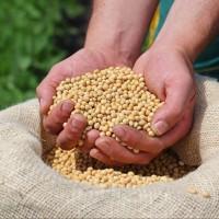 Продам сою з ГМО, 4500 т., Черкаська обл., м.Кам#039;янка