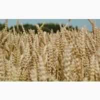 Продам пшеницю 3 клас, 500 т., Чернігівська обл., с.Велика Доч