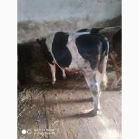 Продам бичків