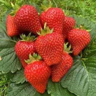 Полуниця Джолі для роздрібної торгівлі та експорту | Солодкий смак | Гурт від 3 тонн