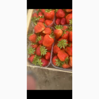 Продам полуницю суницю садову клубніку земляніку