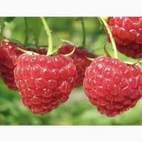 Куплю малину 95/5