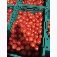 Продам помидор