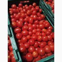Продам помидор
