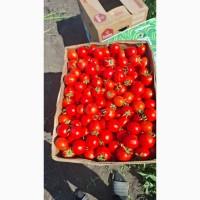 Продам помідор Асвон оптом з поля