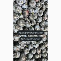 Куплю сливу