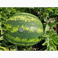 Продам кавун Талісман
