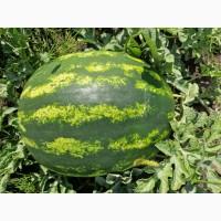 Продам кавун Талісман
