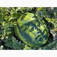 Продам Кавун Талісман (перша катка)