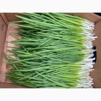 Продам зелену цибулю перо, тепличний комплекс PAKO