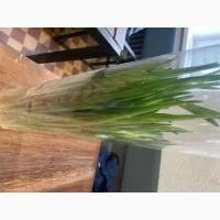 Продам зелену цибулю перо, тепличний комплекс PAKO