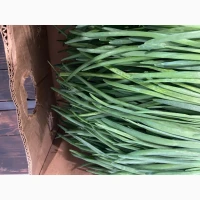 Продам зелену цибулю перо, тепличний комплекс PAKO